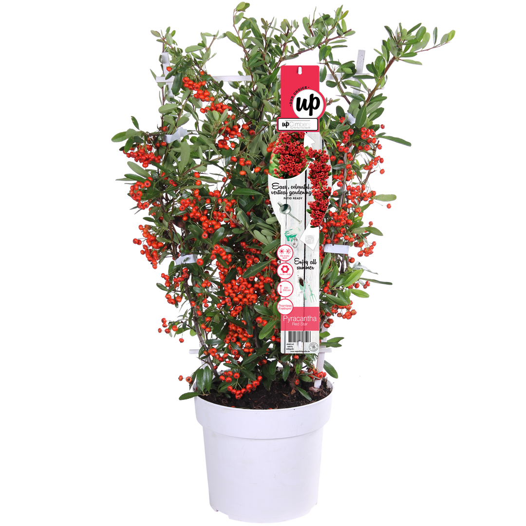 Pyracantha coccinea Red Star - Ø23cm - ↕75cm - Ø19 - ↨70cm