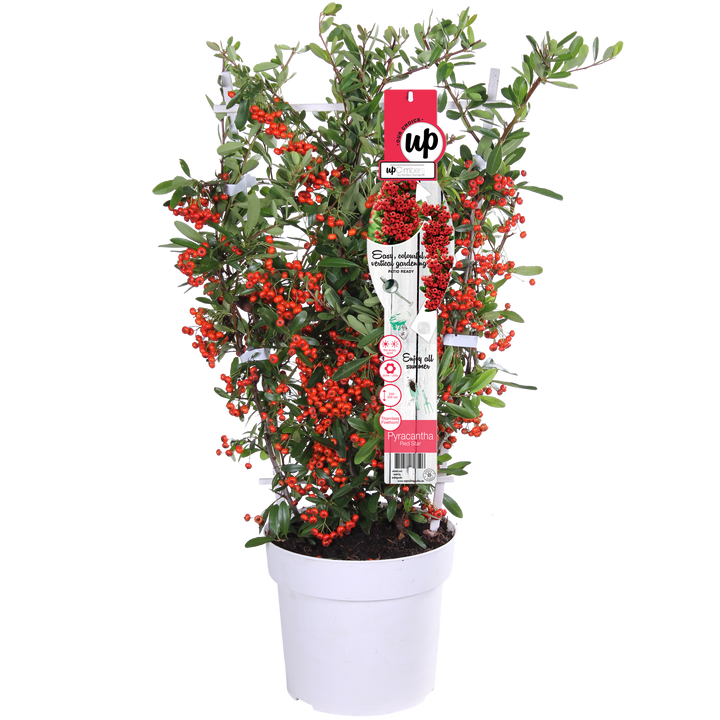 Pyracantha coccinea Red Star - Ø23cm - ↕75cm - Ø19 - ↨70cm