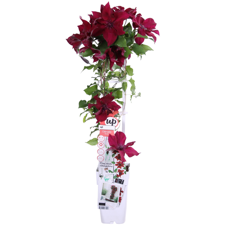 Clematis Nubia - Clematis Evison Rood - Ø15cm - ↕65cm - Ø15 - ↨65cm