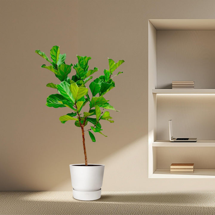 Ficus Lyrata stam  - 170cm - ⌀30