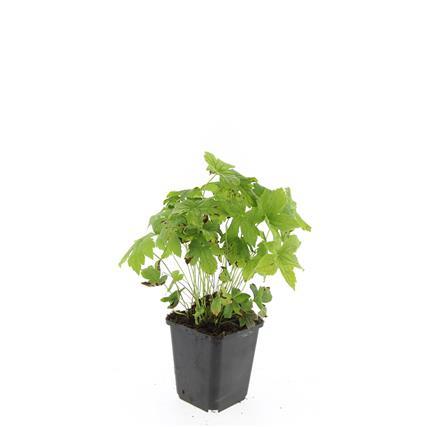 24x Geranium nodosum - ↕10-25cm - Ø9cm