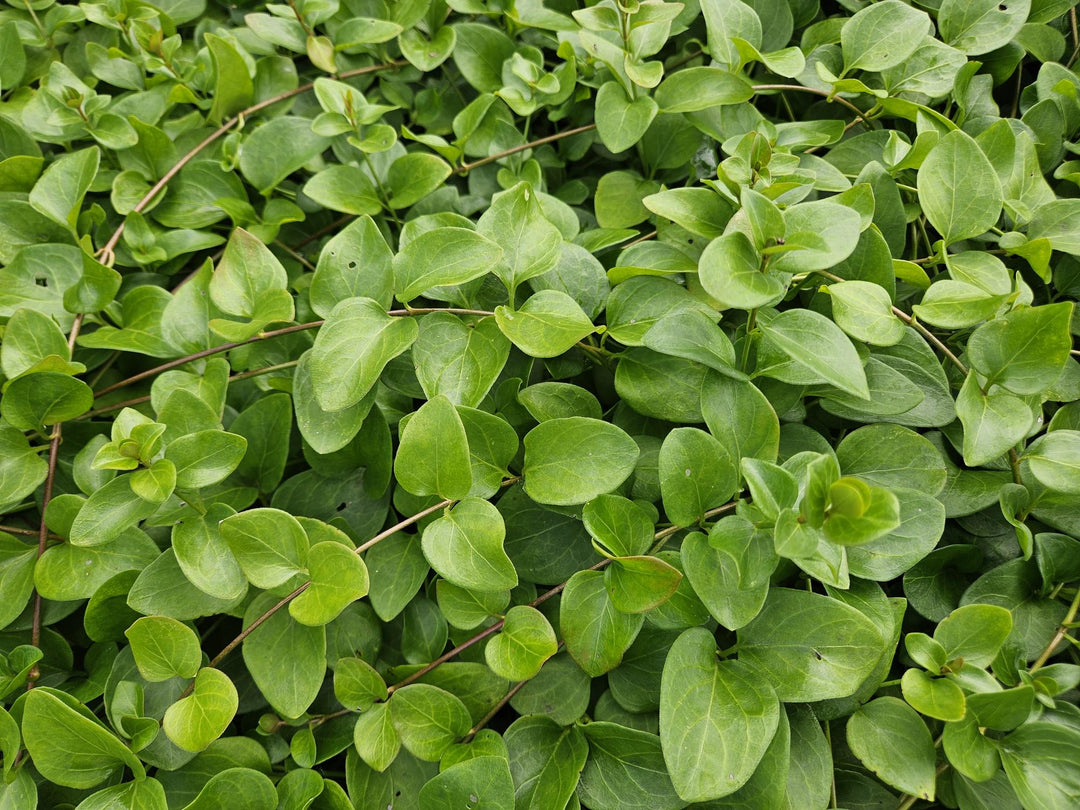 12x Vinca major 'Alba' - ↕10-25cm - Ø9cm