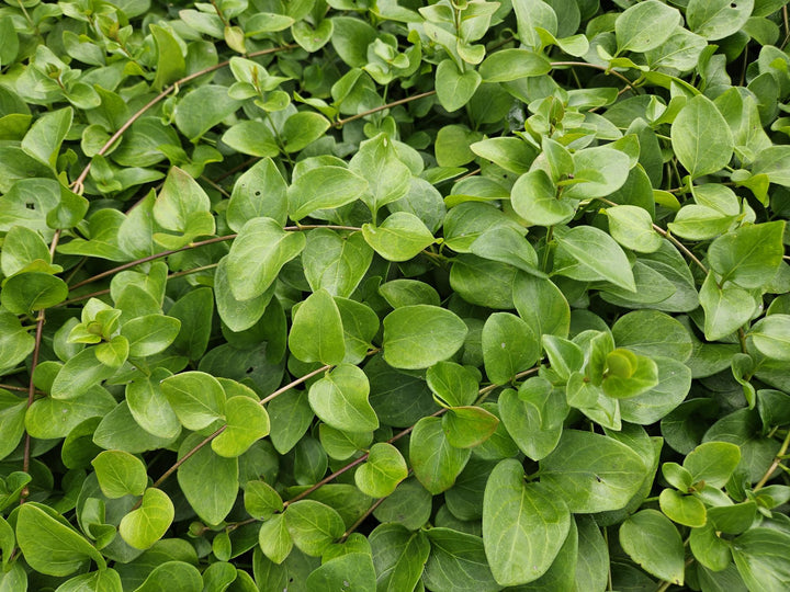 12x Vinca major 'Alba' - ↕10-25cm - Ø9cm