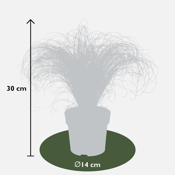 3x - Carex comans 'Frosted Curls' - ↨30cm - Ø14