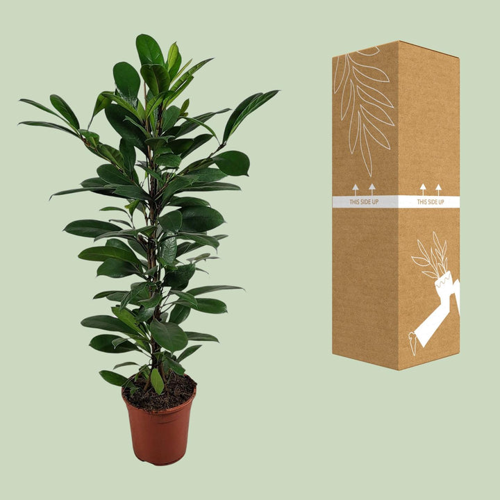 Ficus Cyathistipula - Ø21cm - ↕100cm