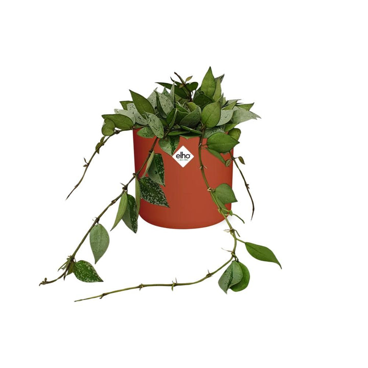 Hoya Krohniana Eskimo in ELHO b.for soft rond 14cm brique