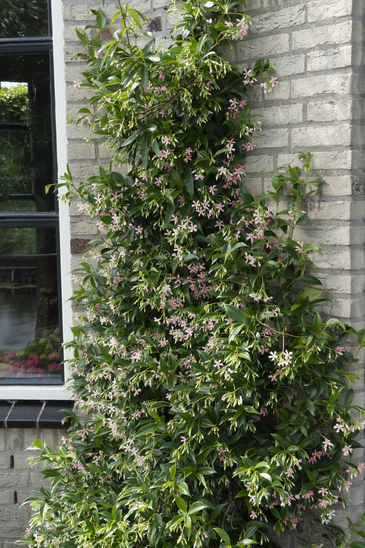 Trachelospermum 'Star of Ibiza' - Toscaanse Jasmijn Roze - Ø15cm - ↕65cm