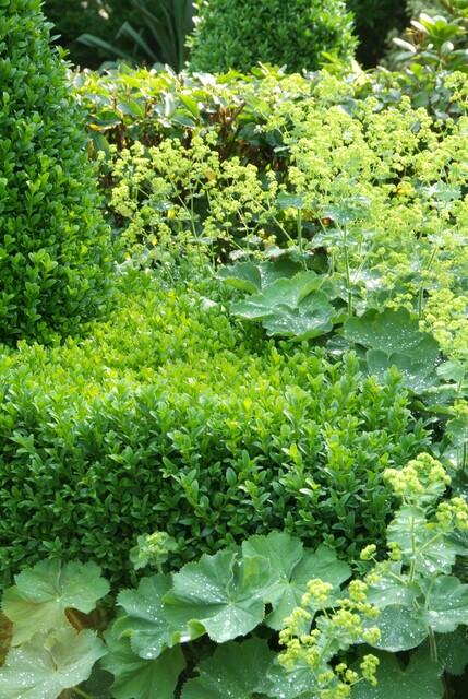 24x Buxus Sempervirens - ↕10-25cm - Ø9cm