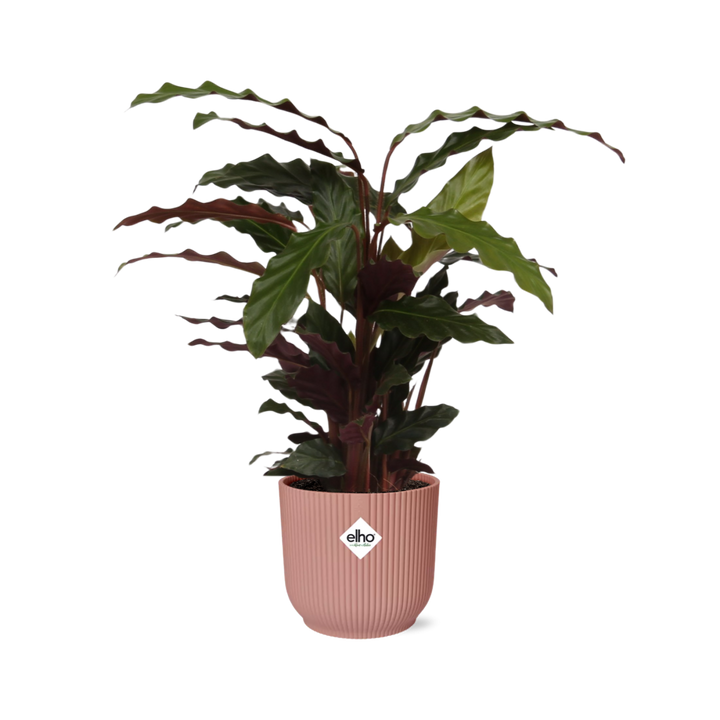 Calathea Rufibarba ‘Tropistar’ in ELHO Vibes Fold 14cm roze