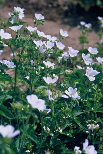 20x Geranium sang. 'Album' - ↕10-25cm - Ø9cm