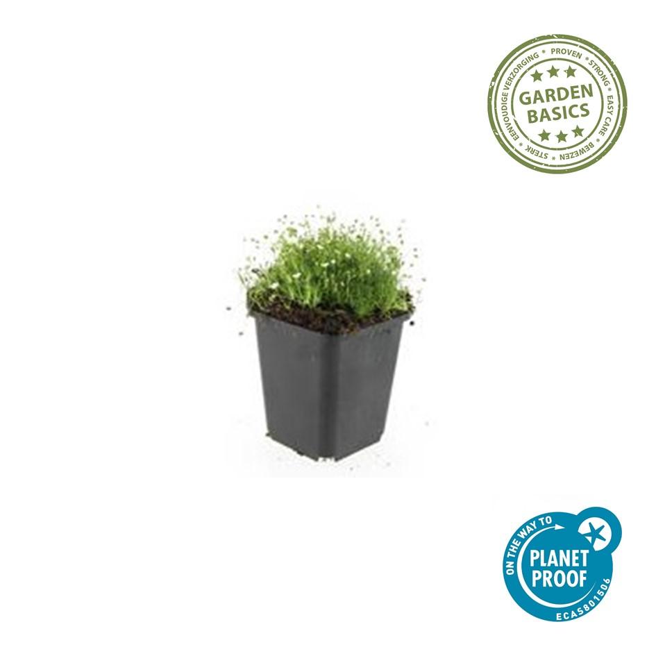 24x Sagina subulata - ↕10-25cm - Ø9cm