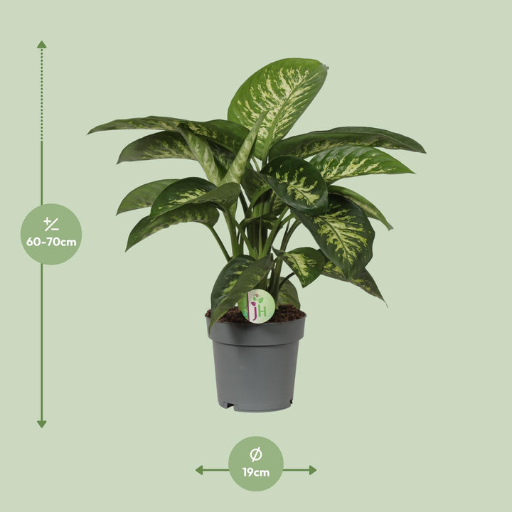 Dieffenbachia Mars - Ø19cm - ↕60cm
