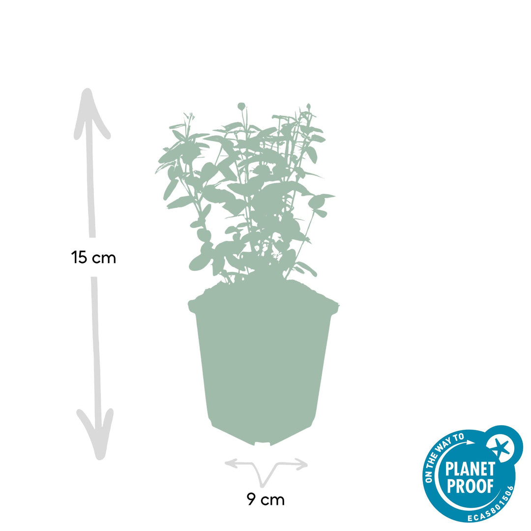 24x Euonymus fortunei radicans - ↕10-25cm - Ø9cm