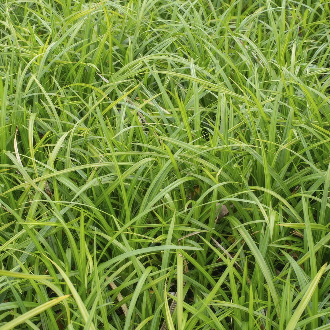 12x Carex morrowii 'Irish Green' - ↕10-25cm - Ø9cm