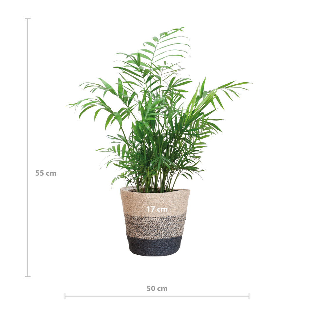 Chamadorea Elegans met Mand Lissabon zwart - 55cm - Ø17