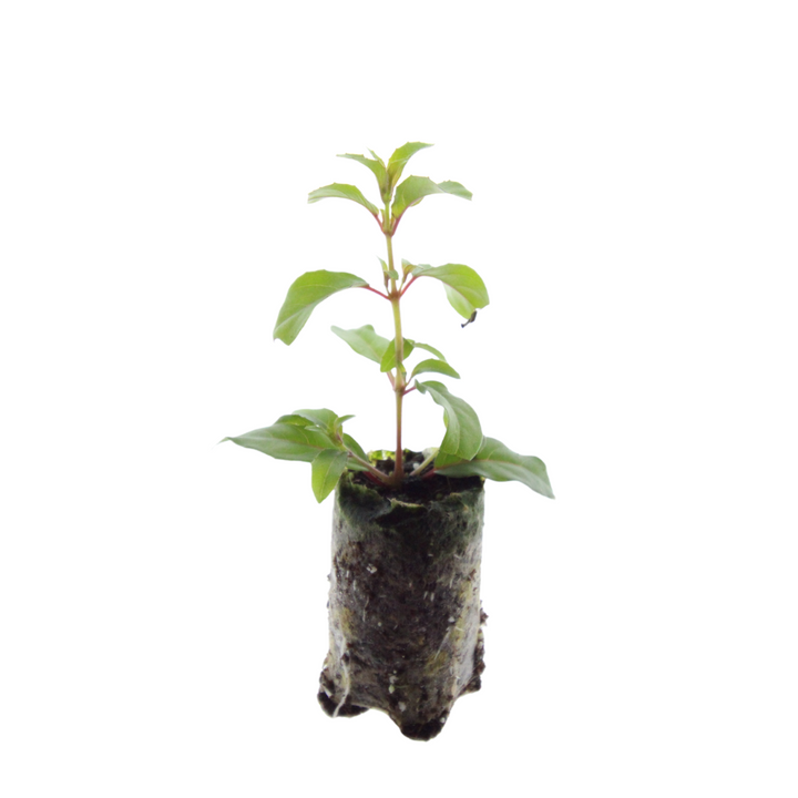 Fuchsia – 6 Pluggen | Kweek & Geniet van een Kleurrijke Tuin