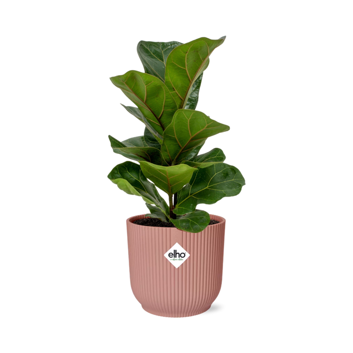 Ficus Lyrata ‘Bambino’ in ELHO Vibes Fold 14cm roze
