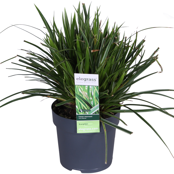 3x - Carex morrowii 'Ice Dance' - ↨30cm - Ø14