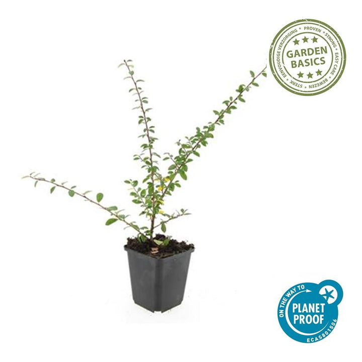 24x Cotoneaster suec. 'Coral Beauty' - ↕10-25cm - Ø9cm