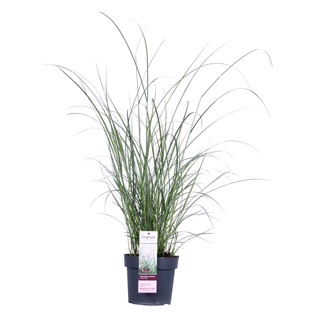 Miscanthus sinensis Ferner Osten - Ø19cm - ↕50cm - Ø19 - ↨50cm