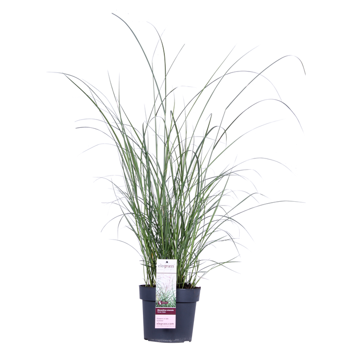 Miscanthus sinensis Ferner Osten - Ø19cm - ↕50cm - Ø19 - ↨50cm