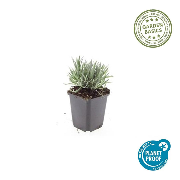 20x Lavandula int. 'Edelweiss' - ↕10-25cm - Ø9cm
