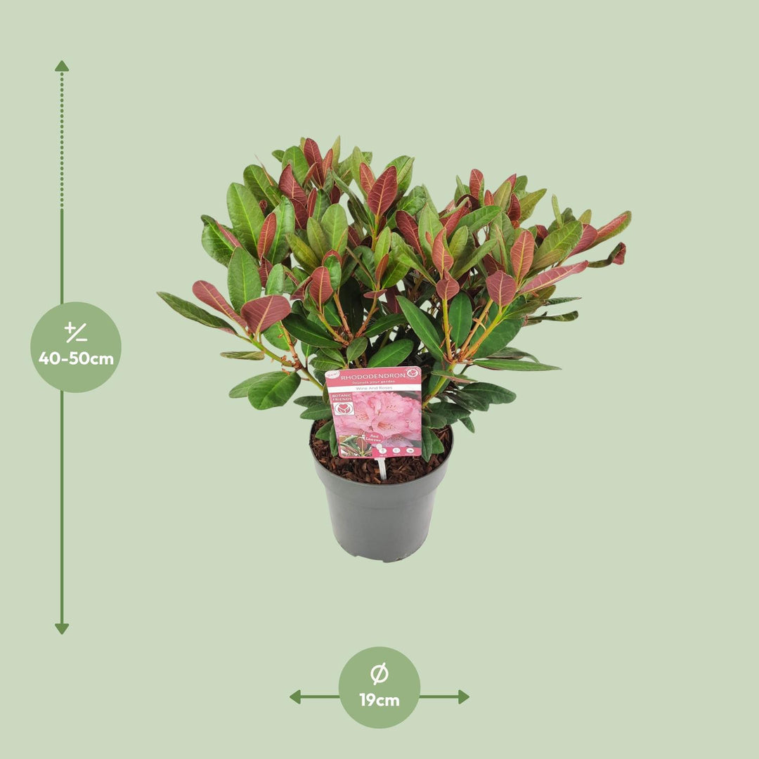Rhododendron 'Wine & Roses'- Ø19 ↕45