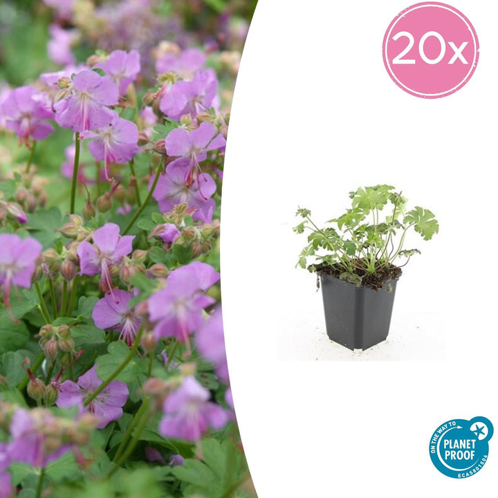 20x Geranium cant. 'Cambridge' - ↕10-25cm - Ø9cm