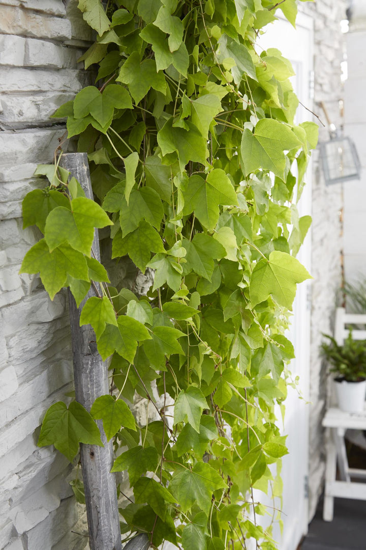 Parthenocissus tricuspidata 'Fenway Park' - Geel-groene Wilde Wingerd - Ø15cm - ↕65cm