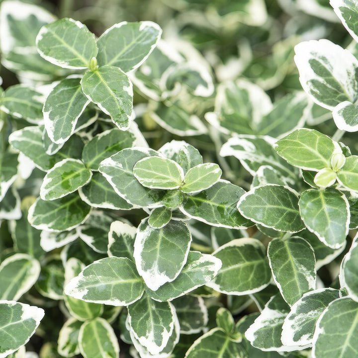 12x Euonymus fort. 'Emerald Gaiety' - ↕10-25cm - Ø9cm