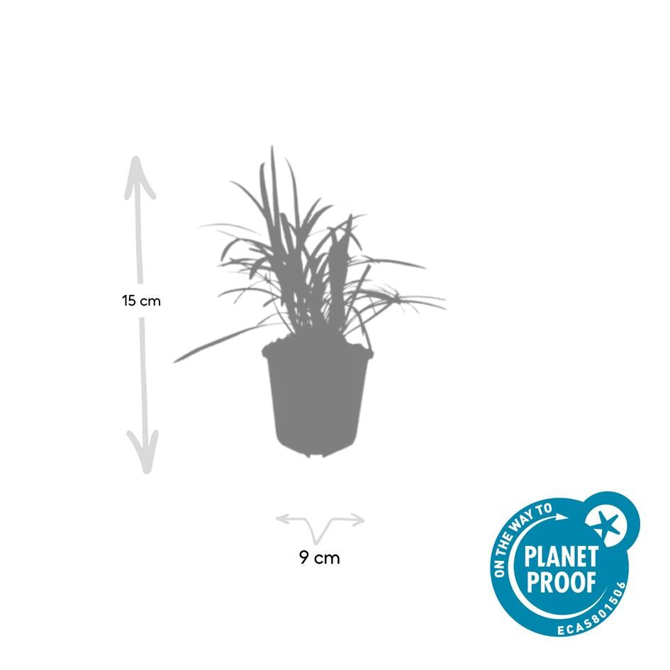 20x Liriope muscari 'Moneymaker' - ↕10-25cm - Ø9cm