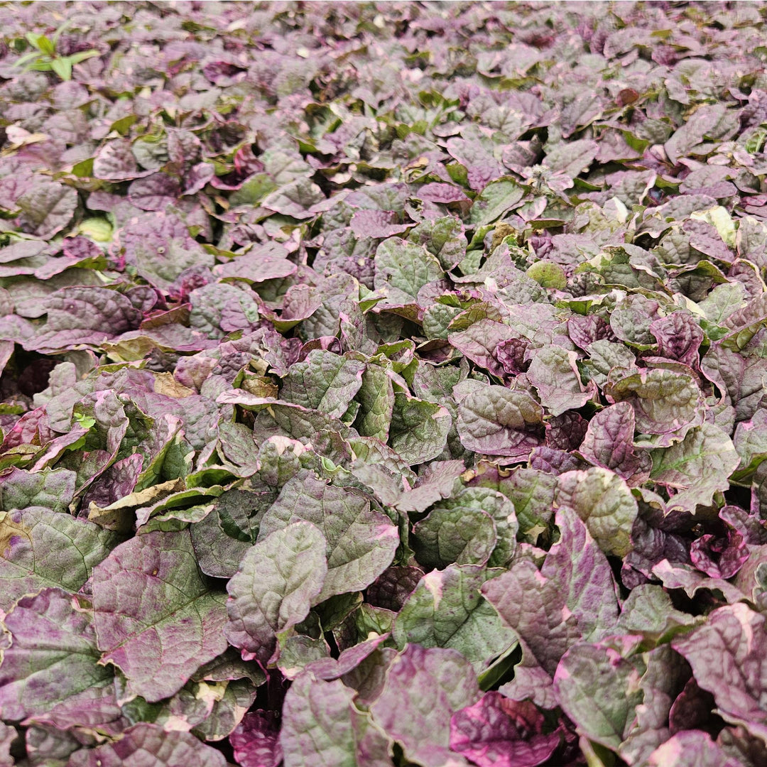 24x Ajuga reptans 'Burgundy Glow' - ↕10-25cm - Ø9cm