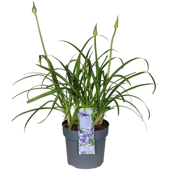 Agapanthus 'Ever Sapphire' - Ø19cm - ↕75cm
