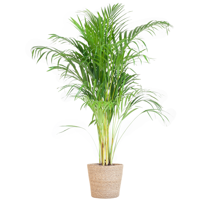 Areca Palm (Dypsis) met Sofia mand naturel - 100cm - Ø21