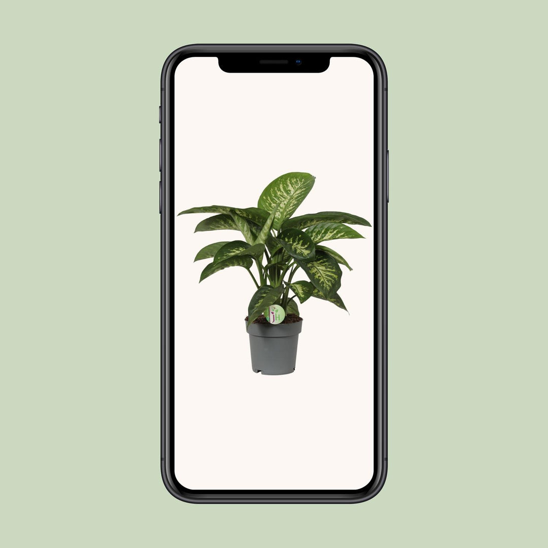 Dieffenbachia Mars - Ø19cm - ↕60cm