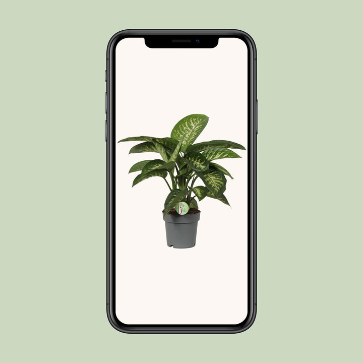 Dieffenbachia Mars - Ø19cm - ↕60cm