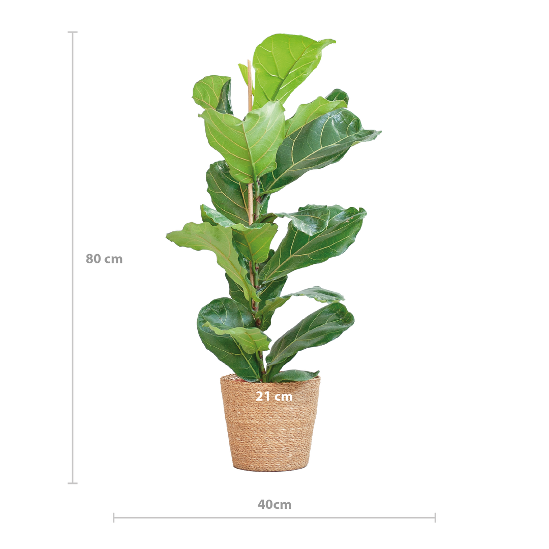 Ficus Lyrata met Mand Sofia naturel - 80cm - Ø21