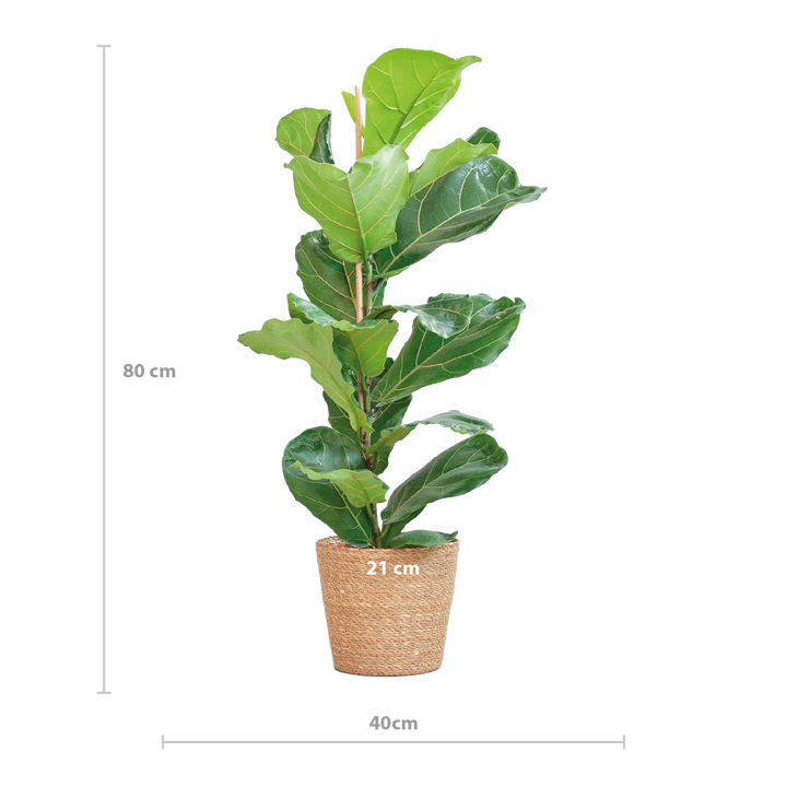 Ficus Lyrata met Mand Sofia naturel - 80cm - Ø21