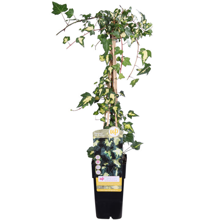 Hedera helix 'Goldheart' - Ø15cm - ↕65cm