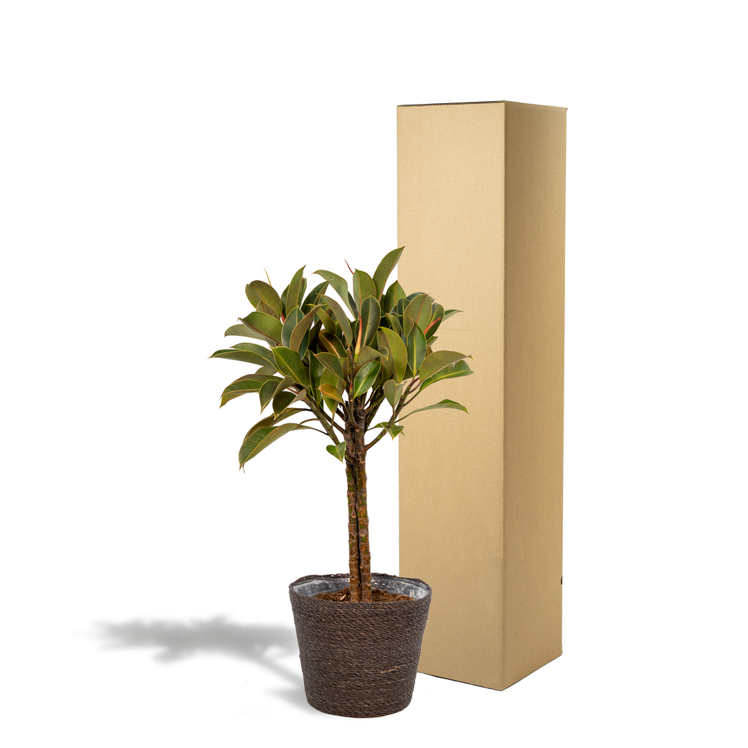 Ficus elastica Melany stam - ↨90cm - Ø21cm + Mand Igmar