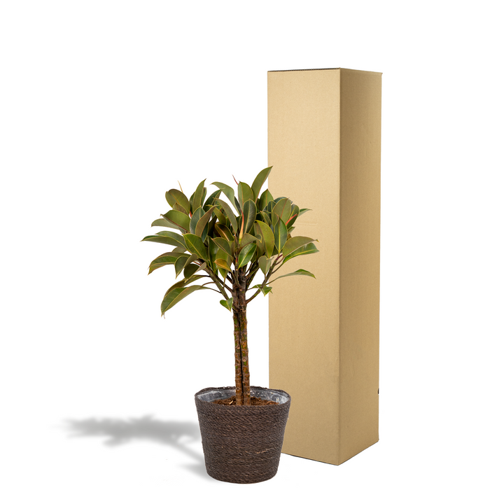 Ficus elastica Melany stam - ↨90cm - Ø21cm + Mand Igmar