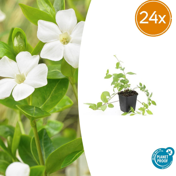 24x Vinca major 'Alba' - ↕10-25cm - Ø9cm