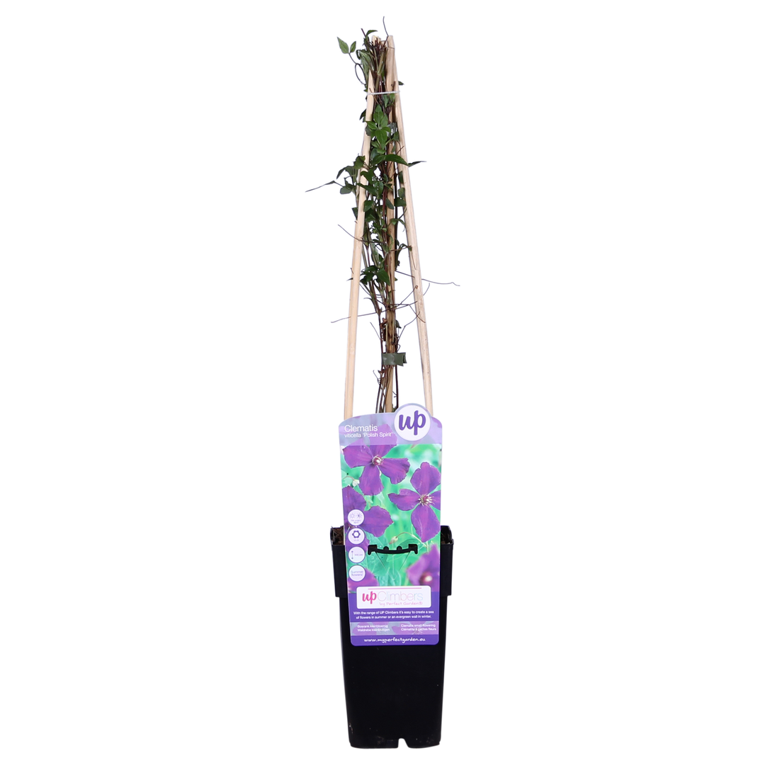3x - Clematis Viticella 'Polish Spirit' - ↨65cm - Ø15