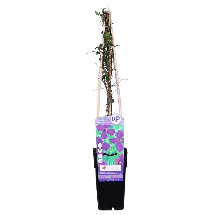 3x - Clematis Viticella 'Polish Spirit' - ↨65cm - Ø15