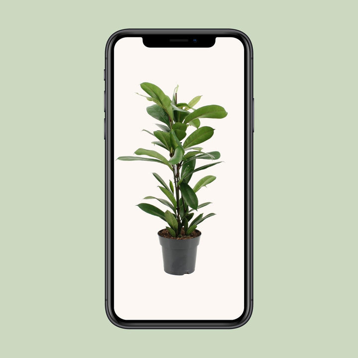 Ficus Cyathistipula - Ø17cm - ↕70cm