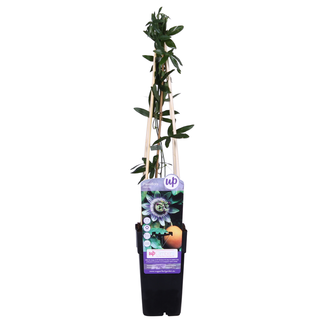 Passiflora Blauw caerulea - Ø15cm - ↕65cm