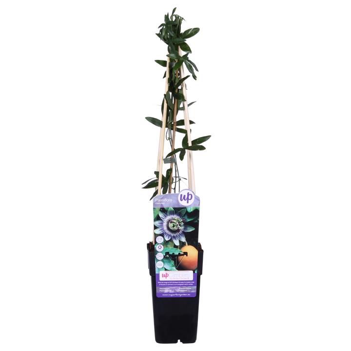 Passiflora Blauw caerulea - Ø15cm - ↕65cm