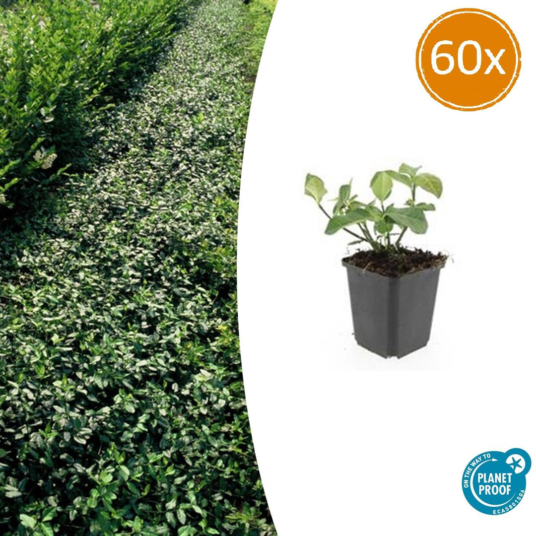 60x Euonymus fort. 'Dart's Blanket' - ↕10-25cm - Ø9cm