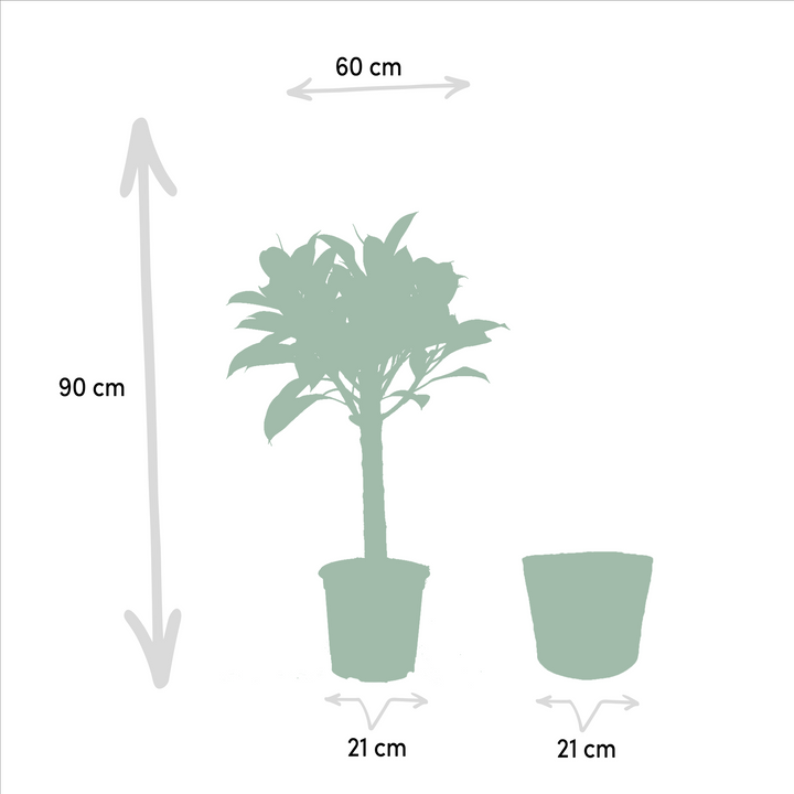 Ficus elastica Melany stam - ↨90cm - Ø21cm + Mand Selin