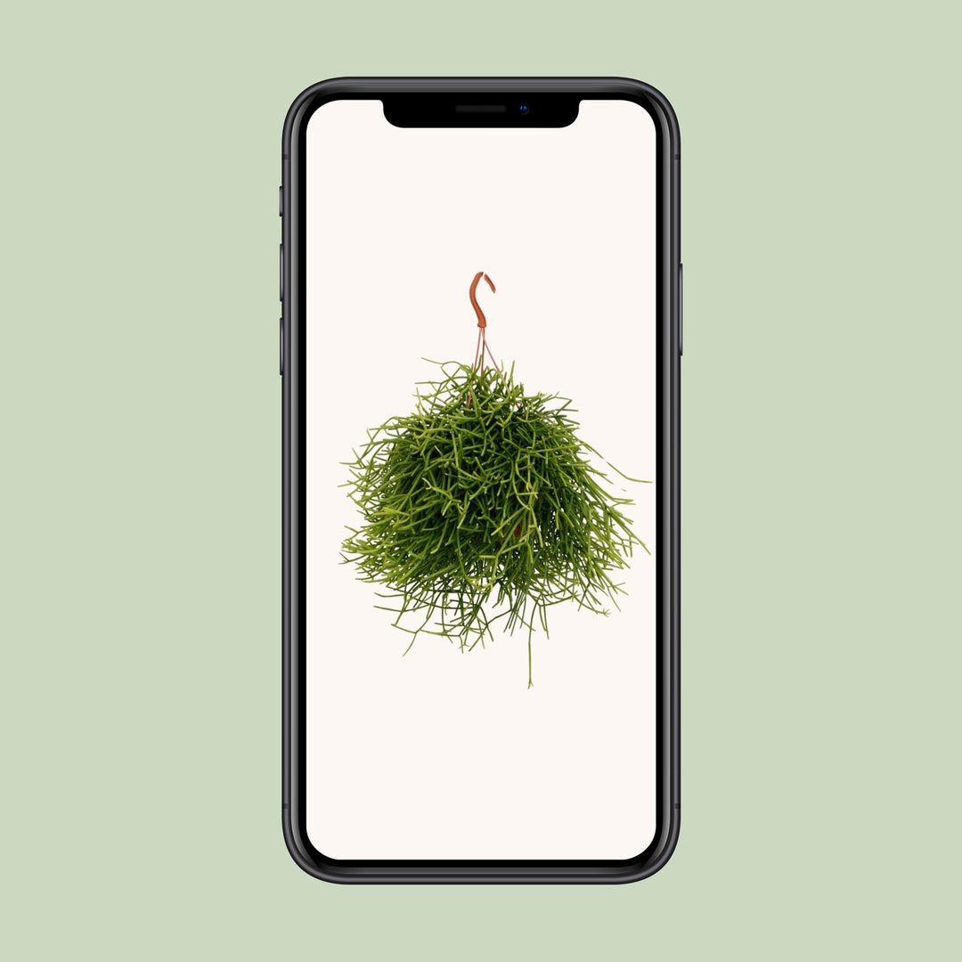 Rhipsalis Heteroclada - Ø17cm - ↕25cm
